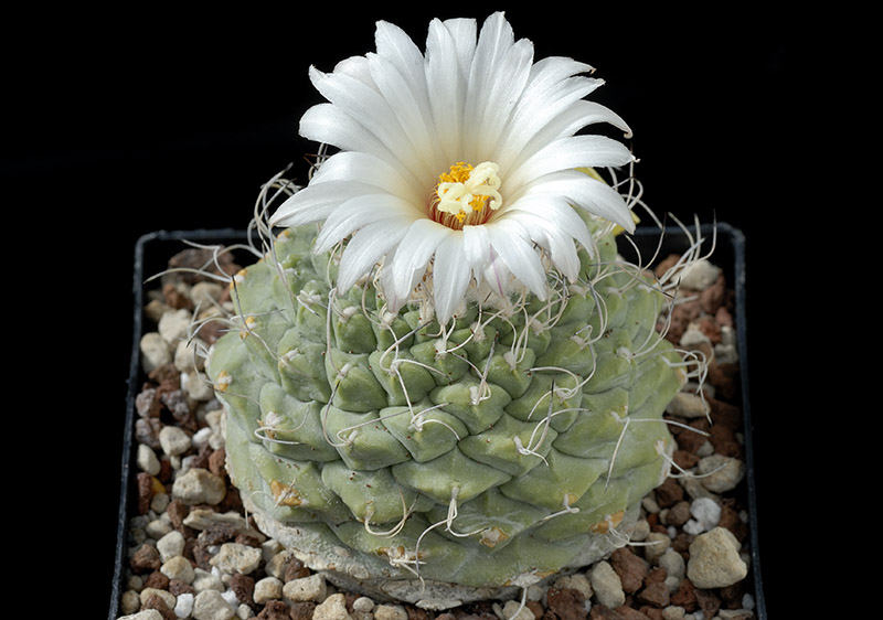 Strombocactus disciformis D. 6 € 58..jpg